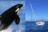 These orcas have sunk boats and scientists think they may enjoy it