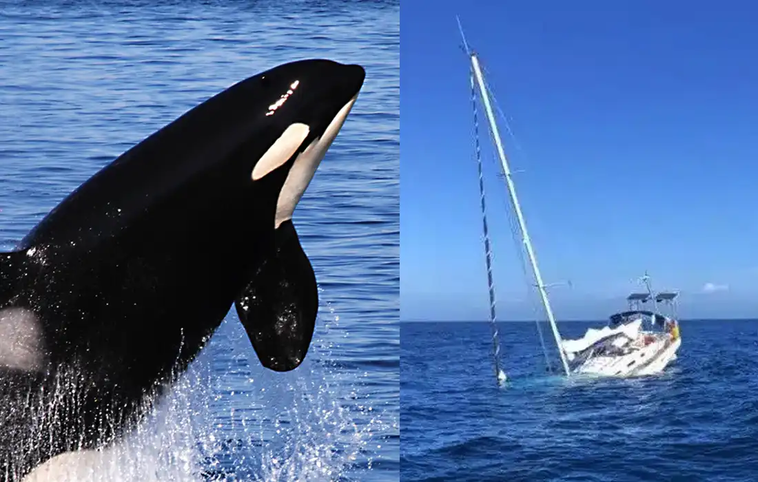 Iberian orca attacks puzzle scientists