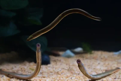 Scientists create first-ever lamprey brain map and make stunning discovery
