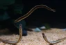 Scientists create first-ever lamprey brain map and make stunning discovery