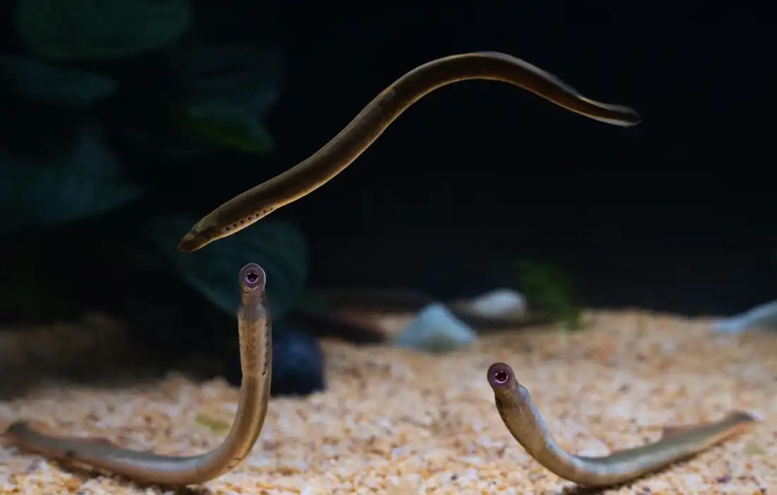 Scientists create first-ever lamprey brain map and make stunning discovery