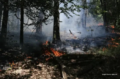 France wildfires explained: How flames swept through a historic forest near Paris