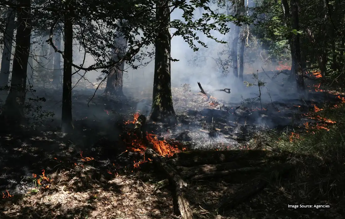 France wildfires scorch historic forest