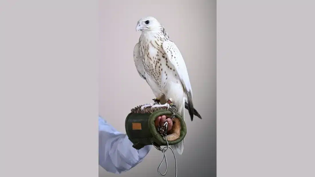 ADIHEX falcon auction sets AED 1.5m record