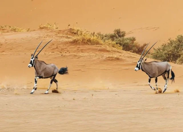 Abu Dhabi brings in new rules to protect wildlife and nature