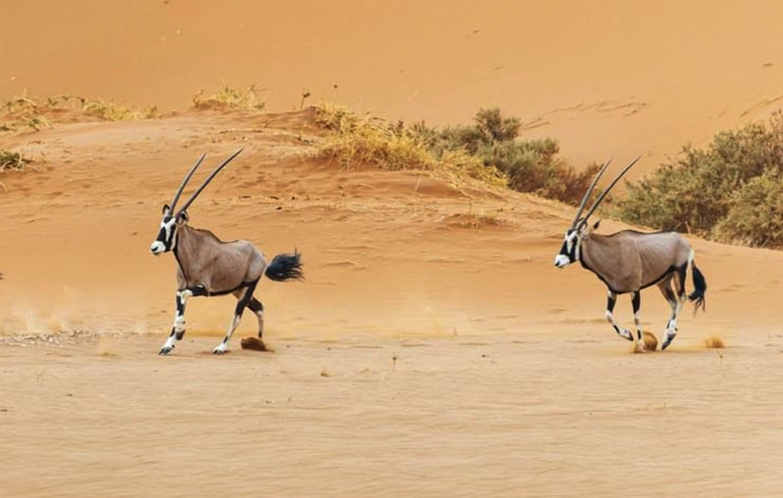 Abu Dhabi biodiversity protection gets new rules