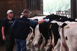 A new cattle virus is spreading in Germany and farmers are on alert