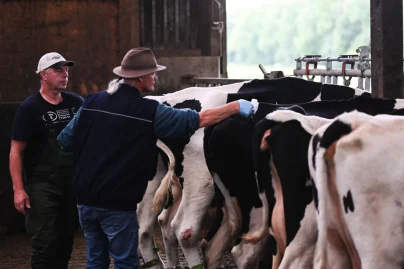 A new cattle virus is spreading in Germany and farmers are on alert