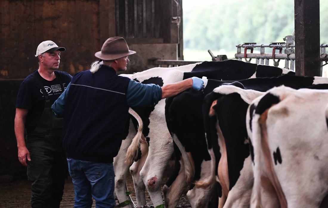 A new cattle virus is spreading in Germany and farmers are on alert