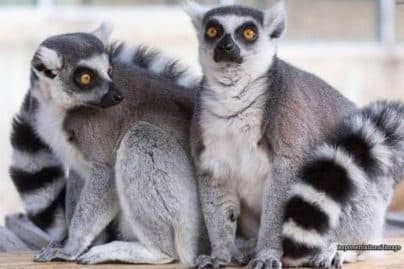 Bangladesh probes stolen lemurs as reported Vantara link remains unverified