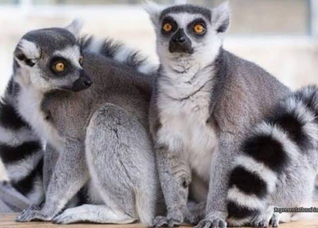 Bangladesh probes stolen lemurs as reported Vantara link remains unverified