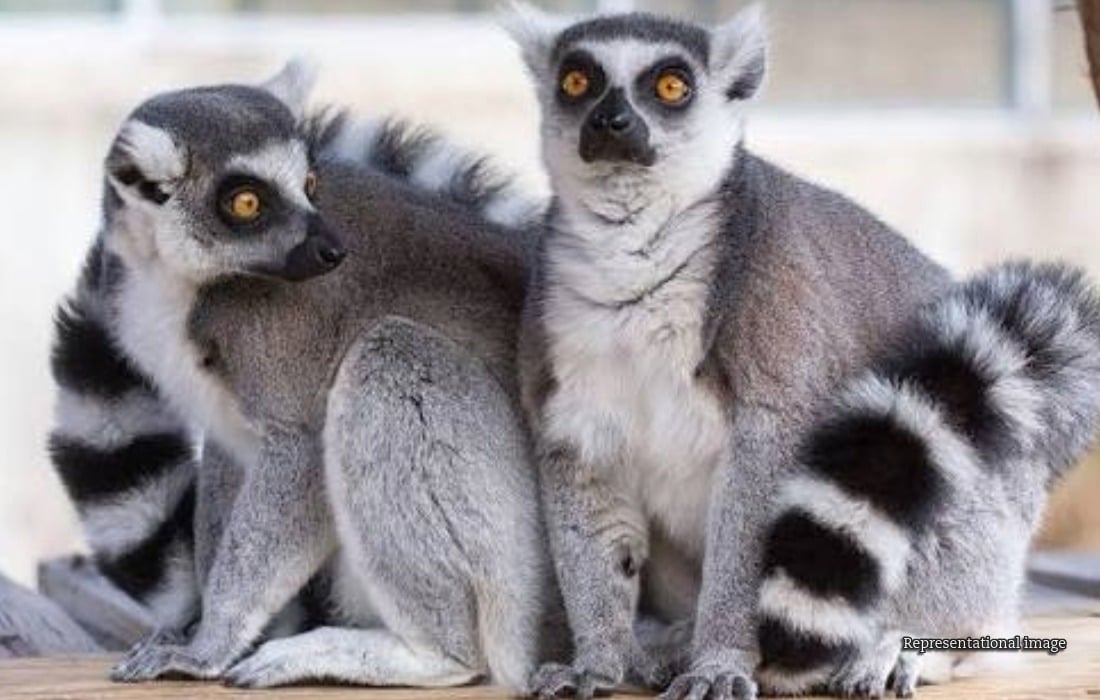 two stolen ring-tailed lemurs were trafficked into India