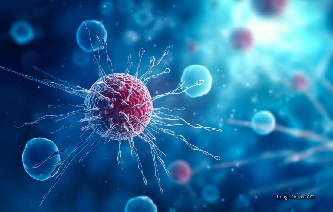 Research imaging illustrating an experimental MRI contrast agent designed to improve detection of small lung tumours and metastases.