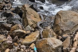Large snake falls on man carrying child at Maharashtra waterfall
