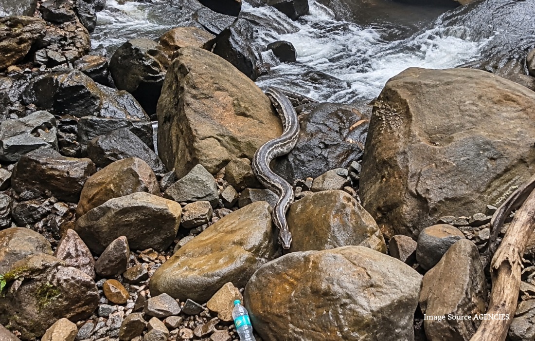Man carrying a young child at Amboli Waterfall in Maharashtra as a large snake falls from rocks above.