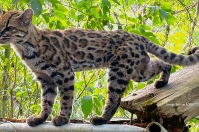 Tiny Bolivian ‘house cat’ turns out to be new wild feline species