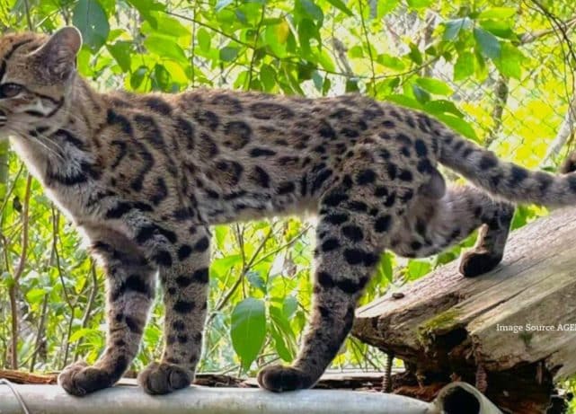 Tiny Bolivian ‘house cat’ turns out to be new wild feline species