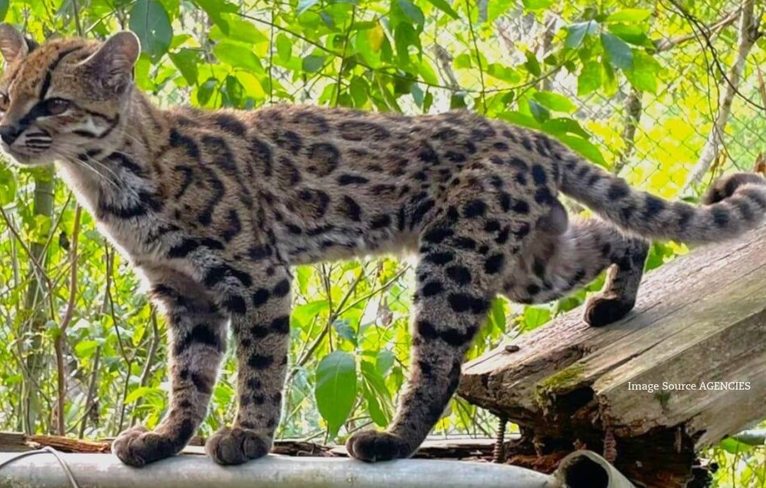 Tiny spotted Leopardus tilcayo wild cat at the Senda Verde wildlife sanctuary in Bolivia.