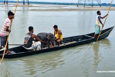 Fishermen rescue baby elephant from Teesta River in remarkable reunion