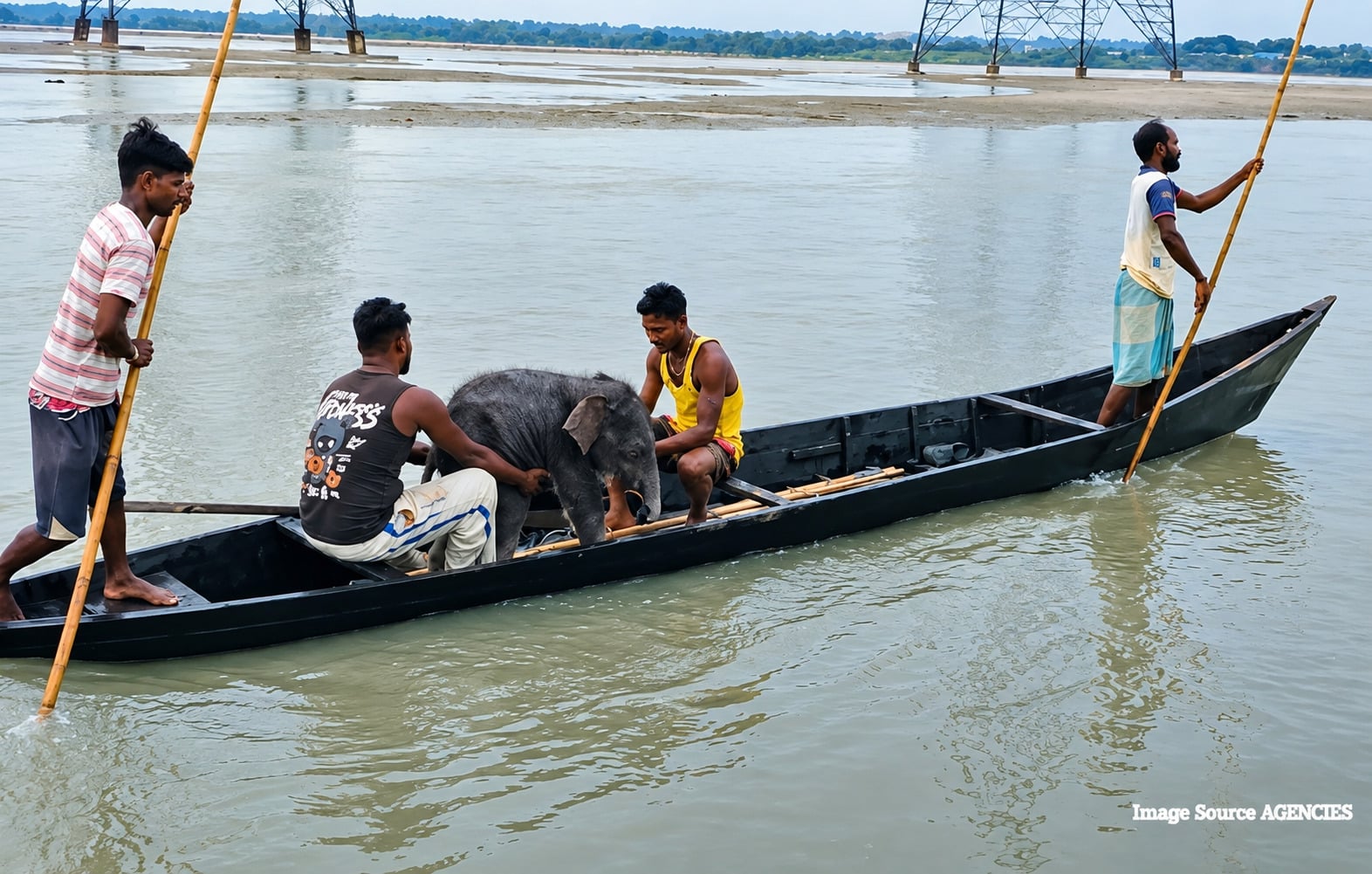Fishermen rescue a baby elephant calf from the Teesta River in West Bengal.
