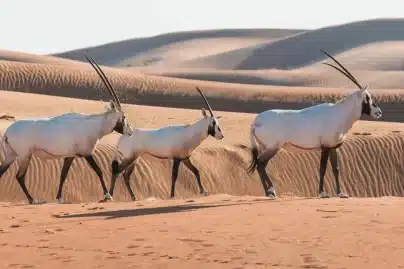 Dubai’s hidden desert sanctuary is home to an incredible 562 species