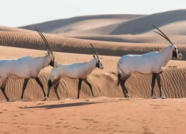 Dubai’s hidden desert sanctuary is home to an incredible 562 species