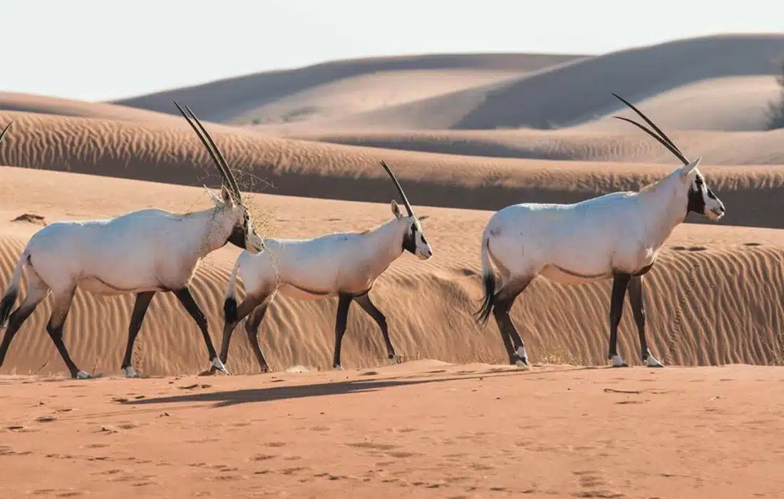 Dubai’s hidden desert sanctuary is home to an incredible 562 species