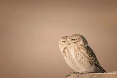 Dubai wildlife photographer finalist in Comedy wildlife photography award 2026
