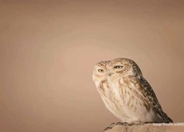 Dubai wildlife photographer finalist in Comedy wildlife photography award 2026