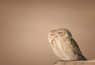 Dubai wildlife photographer finalist in Comedy wildlife photography award 2026