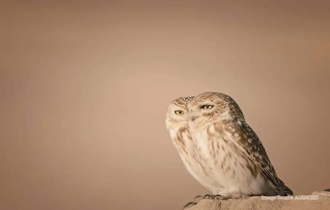 Two little owls photographed side by side at sunset in Dubai’s Al Qudra Desert by wildlife photographer Lynn Emery.