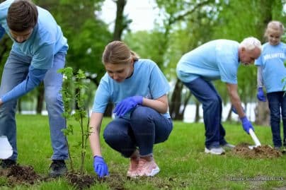 England plans to plant half a million trees over three years