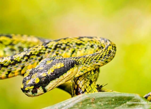World Congress on Snakes puts Sri Lanka conservation in global spotlight