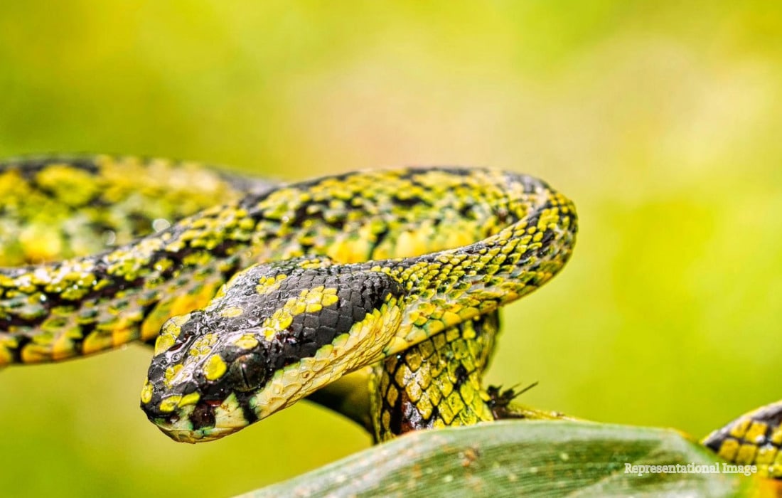 Sri Lankan snake in its natural habitat representing the World Congress on Snakes 2026 in Kandy.