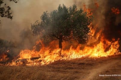 Record heat and drought leave European agriculture with $3.6 billion bill