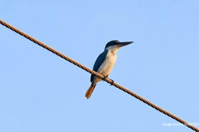 Nepal celebrates first-ever sighting of rare collared kingfisher