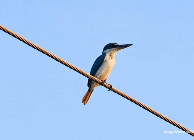 Nepal celebrates first-ever sighting of rare collared kingfisher