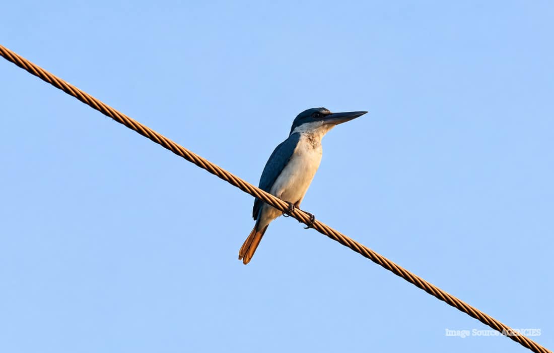 Collared kingfisher perched in Dhanusha, Nepal, where the species was recorded in the country for the first time.